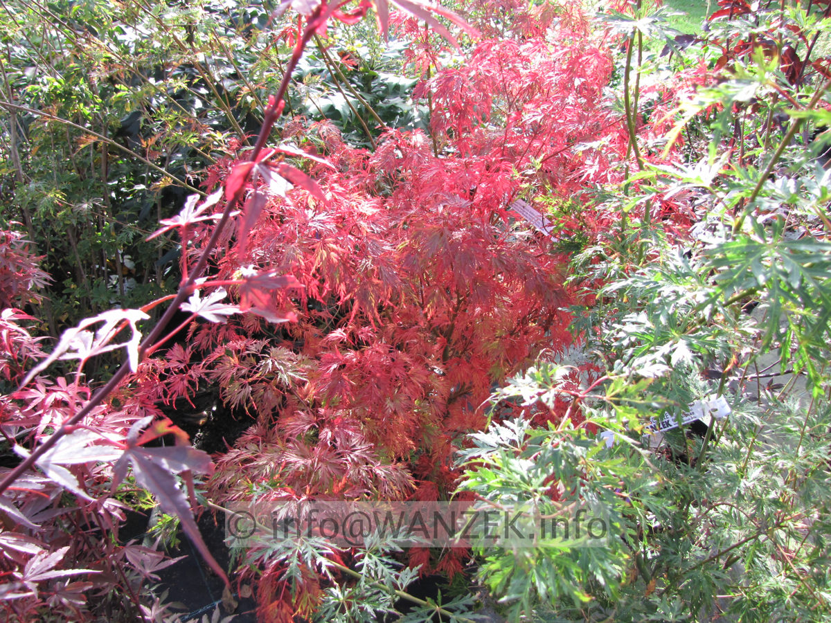 Acer palmatum Seiryu - Herbst 1a.JPG